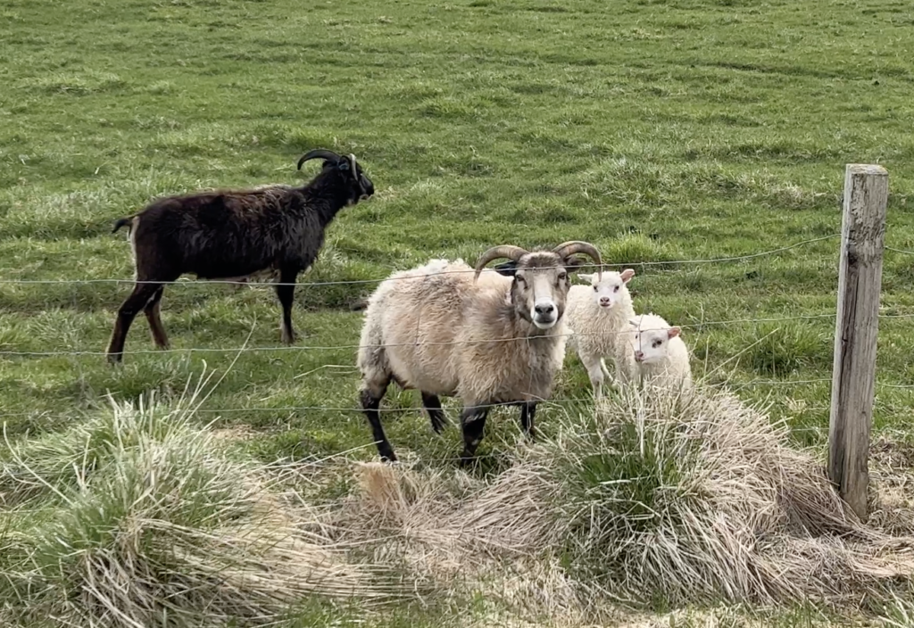 Sheep at guesthouse